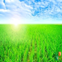 Tranh dán tường phòng khách đẹp tại Hà Nội NA - 387